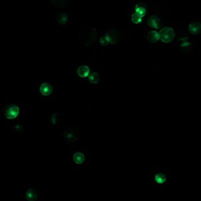 Cover image for research topic "Utilization of Protoplasts to Facilitate Gene-Editing in Plants"
