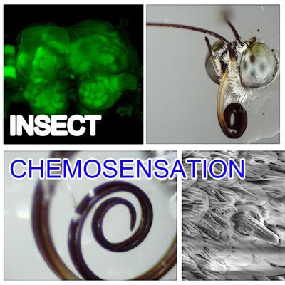 Cover image for research topic "The Morphology and Physiology of Insect Chemosensory Systems – Its Origin and Evolution"