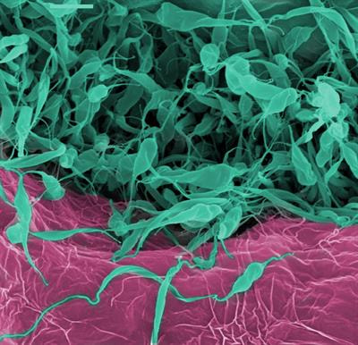 Cover image for research topic "Parasite Interactions with Insect Hosts in Tropical Diseases"