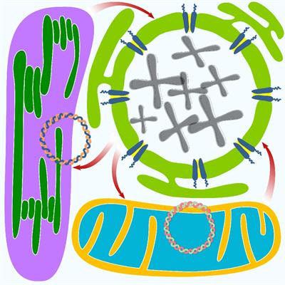Cover image for research topic "Energy-Producing Organelles and the Nucleus: A Phenomenal Genomic Friendship"