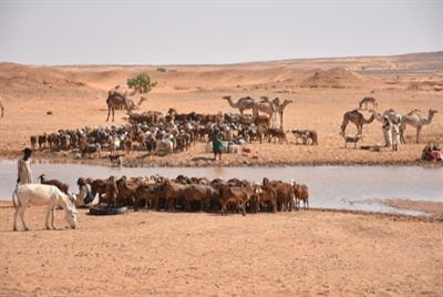 Cover image for research topic "Phenotypic Characterization, Genetics and Genomics of Livestock in Low Input Systems"