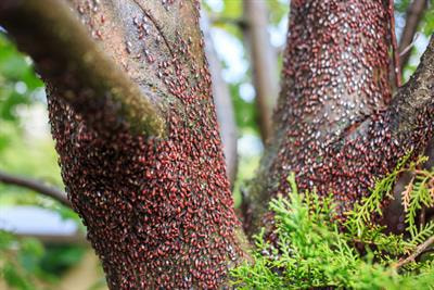 Cover image for research topic "Invasive Pathogens and Arthropods: Biogeography, Drivers of Success, Impacts, and Emerging Management Strategies"