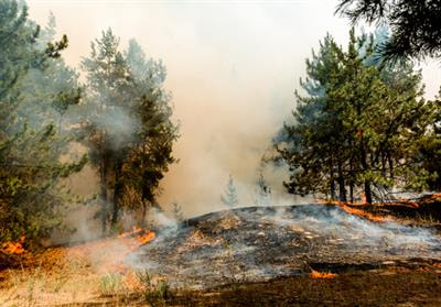 Cover image for research topic "Fire Behavior and Effects: From Observation to Model Development, Refinement, and Evaluation"
