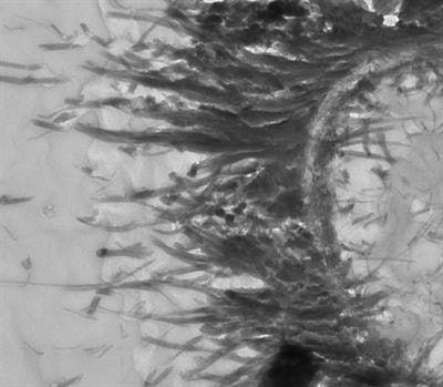 Cover image for research topic "Interactions Between Microbes, Minerals, and Molecules Across Scales and Time"