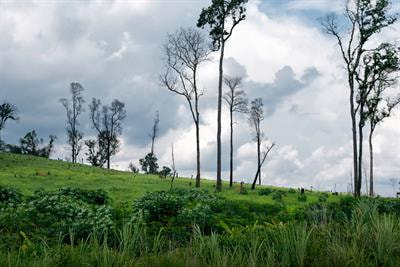 Cover image for research topic "Conservation and Restoration of the Tropical Landscape: Governance and Multidisciplinary Approaches"