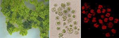 Cover image for research topic "Photobiont Diversity in Lichen Symbioses"