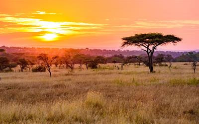 Cover image for research topic "Drivers of Small-Mammal Community Structure in Tropical Savannas"