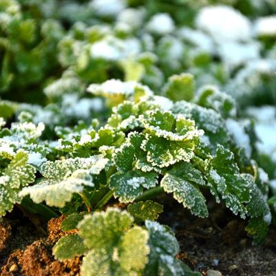 Cover image for research topic "Systems Approach to Understanding the Biology of Cold Stress Responses in Plants"