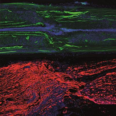Cover image for research topic "Regeneration from Cells to Limbs: Past, Present, and Future"