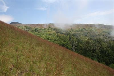 Cover image for research topic "Biodiversity across Afromontane Environments"