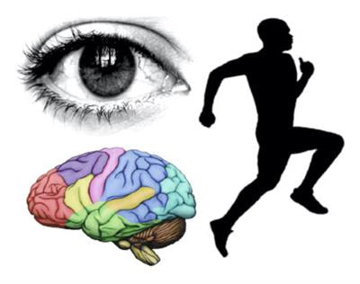 Cover image for research topic "Neural Mechanisms of Perceptual-Cognitive Expertise in Elite Performers"