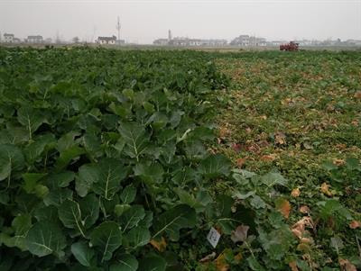 Cover image for research topic "Disease Resistance for Sustainable Agriculture in Brassica"