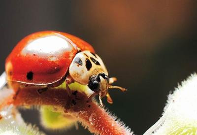 Cover image for research topic "Ladybirds: Conservation, Ecology and Interactions with Other Organisms"