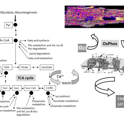 Cover image for research topic "Mitochondria: Hubs of cellular signaling, energetics and redox balance"