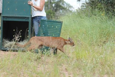 Cover image for research topic "Human Dimensions of Animal Translocations"