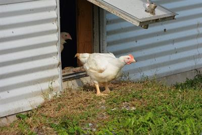 Cover image for research topic "Environmental Management of Poultry – Advances and Perspectives on Improving Animal Well-being"