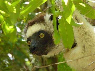 Cover image for research topic "Cognition, Foraging, and Energetics in Extant and Extinct Primates"