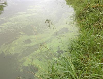 Cover image for research topic "Harmful Algal Blooms in Marine Environments: From Biologically Active Compounds to Species Diversity"