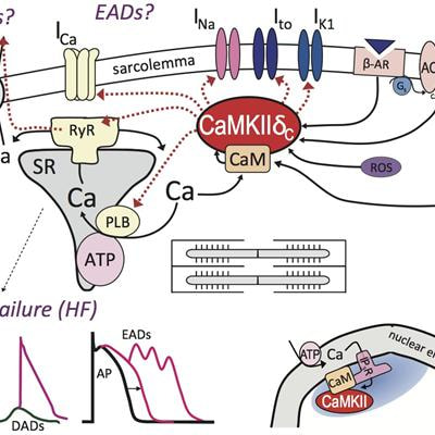 Cover image for research topic "CaMKII in Cardiac Health and Disease"