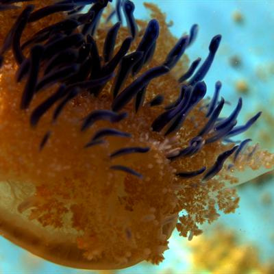 Cover image for research topic "Recent advances in symbiosis research: integrative approaches"