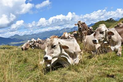 Cover image for research topic "Animal-Environment Interactions"
