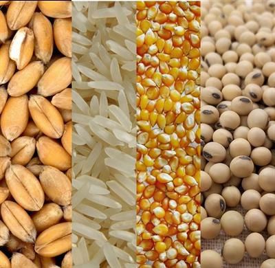 Cover image for research topic "The Impact of Climate Change on Nutrient Composition of Staple Foods and the Role of Diversification in Increasing Food System Resilience"