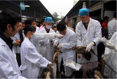 Cover image for research topic "Veterinary Anthropology: Samples from an Emerging Field"
