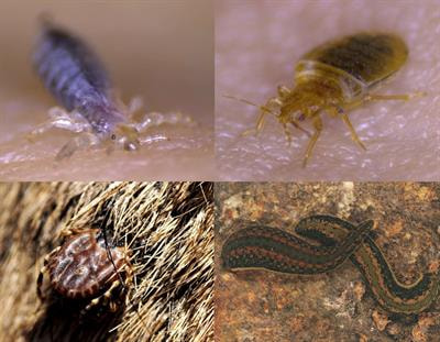 Cover image for research topic "Microbial Associates of Blood-Sucking Arthropods and Other Animals: Relevance to Their Physiology, Ecology and Evolution"