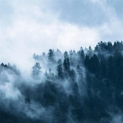 Cover image for research topic "Biogenic Volatiles in Natural and Urban Forests"