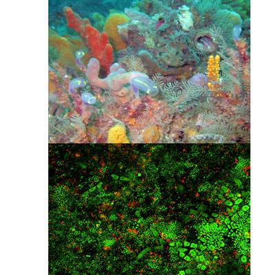 Cover image for research topic "Microbial symbiosis of marine sessile hosts- diversity, function and applications."