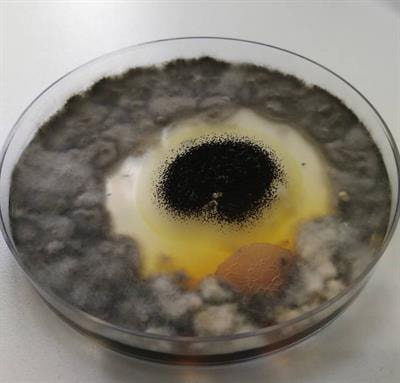 Cover image for research topic "Subinhibitory Effects of Antimicrobial Peptides"