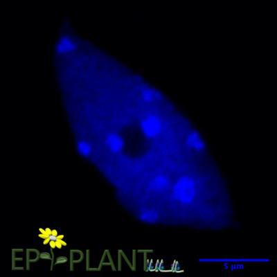 Cover image for research topic "Plant Epigenetics and Chromatin Dynamics - EPIPLANT 2021-2022"