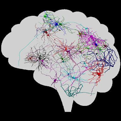 Cover image for research topic "Unveiling the Structure and Function of Brain Microcircuits: Experiments, Algorithms and Simulations"