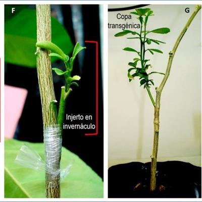 Cover image for research topic "Plant Transformation"