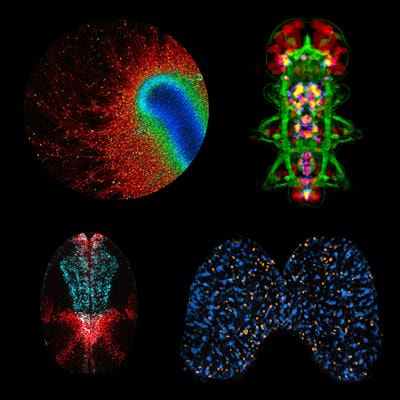 Cover image for research topic "Regional and Time-specific Strategies of Neurogenesis and Neuronal Differentiation Across Evolution"