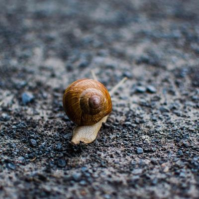 Cover image for research topic "Gastropoda Immunity and Host-Pathogen Interactions"