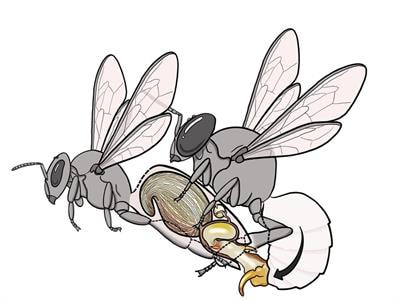 Cover image for research topic "Insect Fertility in a Changing Environment"