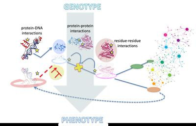 Cover image for research topic "Origin and Consequences of Phenotype-Associated Biological Network Changes"