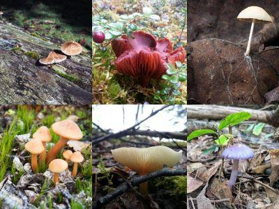 Cover image for research topic "Fungi in a Changing World"