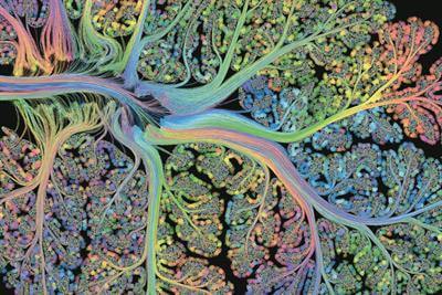 Cover image for research topic "Brain and Mind Evolution"