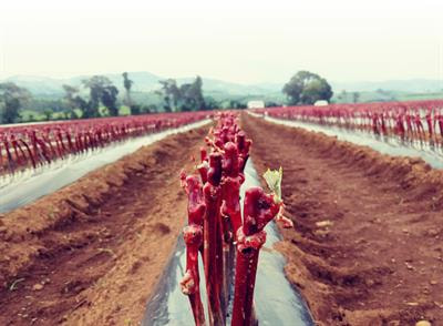 Cover image for research topic "New Rootstocks for Fruit Crops: Breeding Programs, Current Use, Future Potential, Challenges and Alternative Strategies"