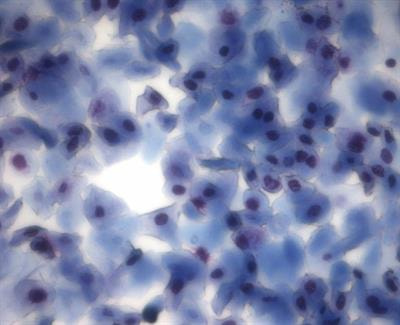Cover image for research topic "Methods and Protocols in Developmental and Reproductive Toxicology"