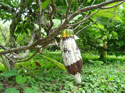 Cover image for research topic "Cocoa Diseases and their Management"
