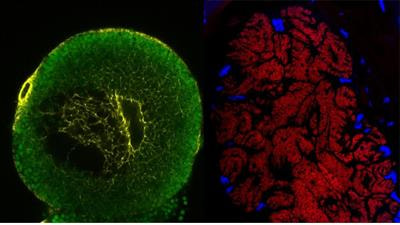 Cover image for research topic "Symbiotic Organs in Insects: Development, Metabolism, and Physiological Regulation"