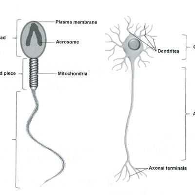 Cover image for research topic "Modulators of hypothalamic-pituitary-gonadal axis for the control of spermatogenesis and sperm quality in vertebrates"