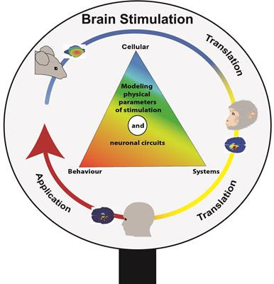 Cover image for research topic "Brain Stimulation: From Basic Research to Clinical Use"