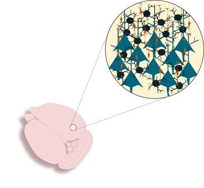 Cover image for research topic "Common Tune, Different Players: Emerging Molecular Guiding Factors in Development and Activity Dependent Remodelling of Different Neural Circuits"