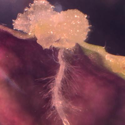 Cover image for research topic "De novo organogenesis and regeneration in plants"
