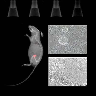 Cover image for research topic "Uncovering drug resistance during cancer therapy"