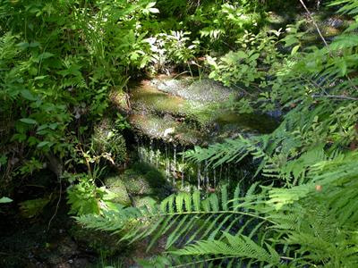 Cover image for research topic "Novel Approaches for Understanding Groundwater Dependent Ecosystems in a Changing Environment"